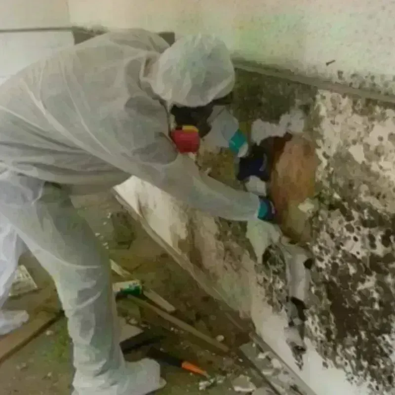 Mold Remediation and Removal in Langley, SC